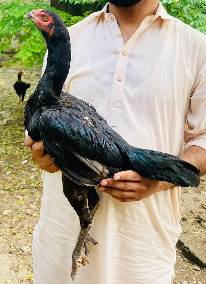 for sale hai jis Bhai ko chaye wahi rabta Kary — photo 5