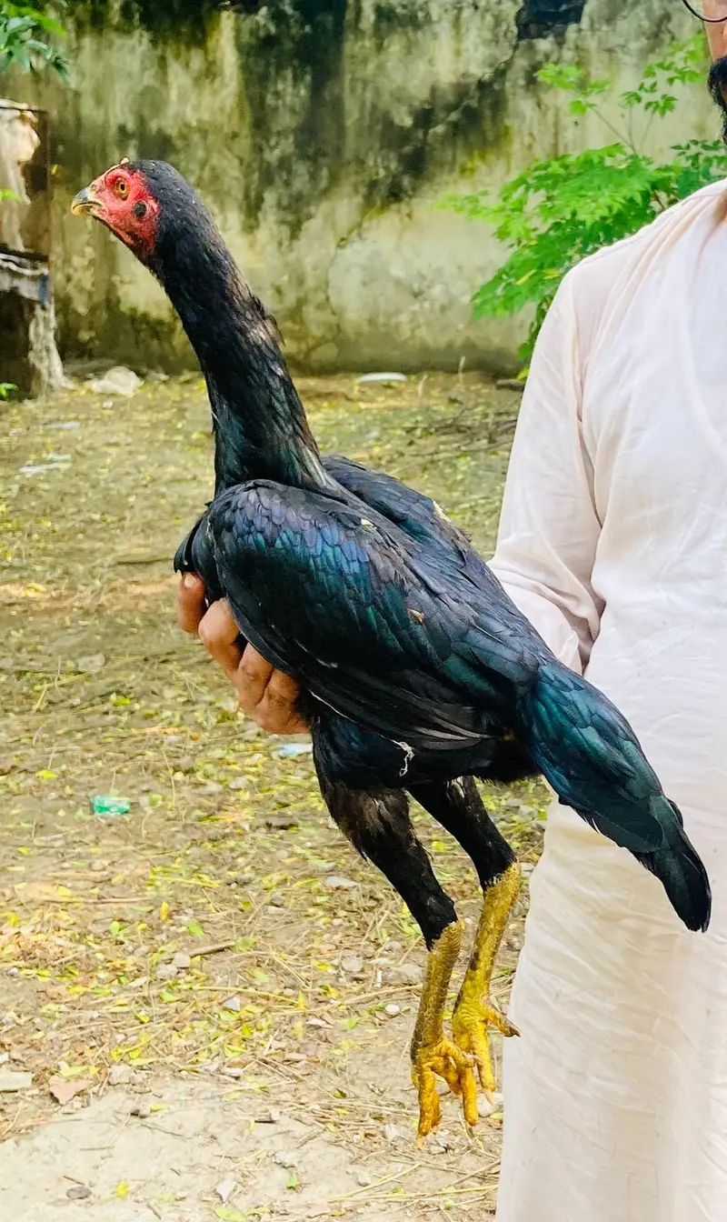 for sale hai jis Bhai ko chaye wahi rabta Kary — photo 6