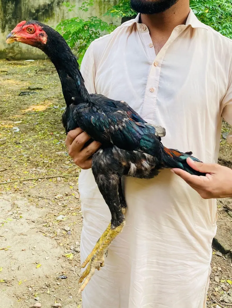 for sale hai jis Bhai ko chaye wahi rabta Kary — photo 7