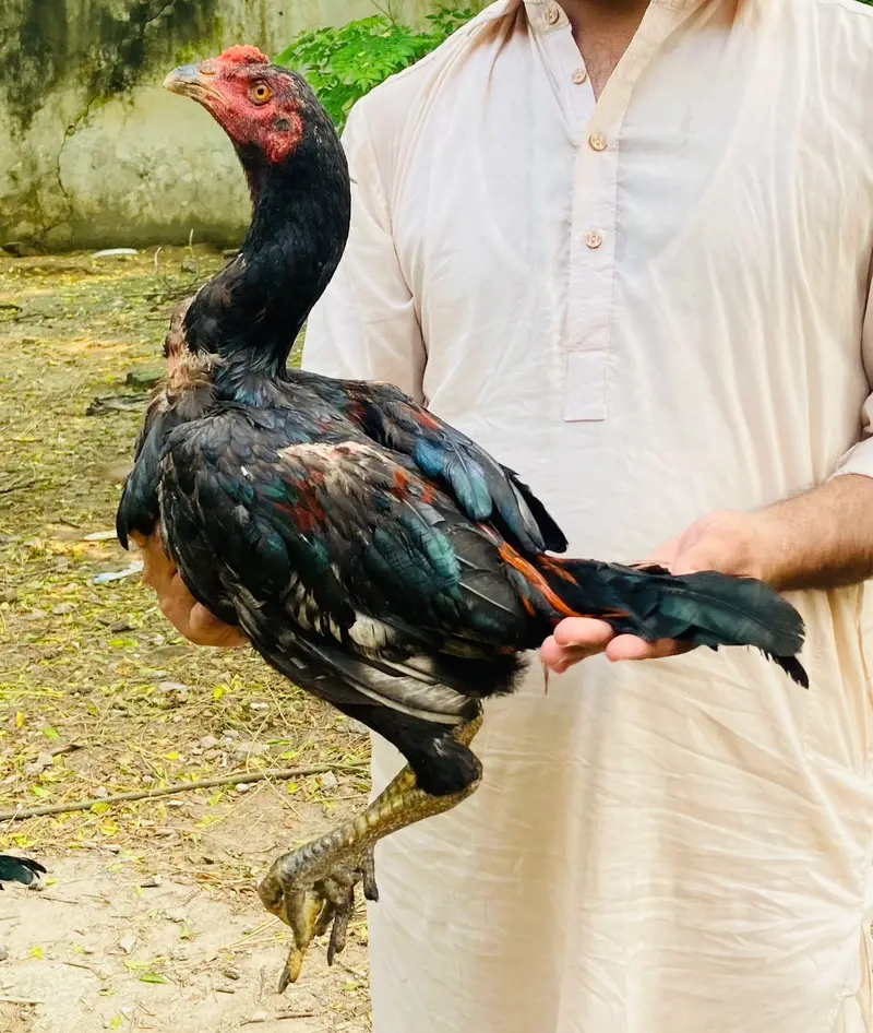 for sale hai jis Bhai ko chaye wahi rabta Kary — photo 8