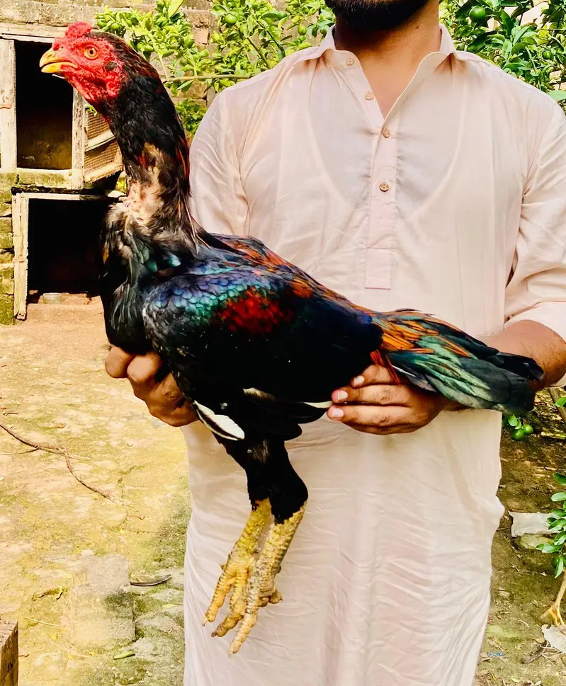 for sale hai jis Bhai ko chaye wahi rabta Kary — photo 9