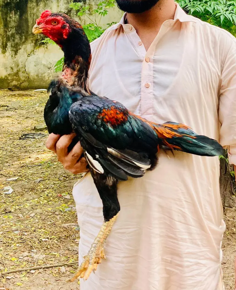 for sale hai jis Bhai ko chaye wahi rabta Kary — photo 10