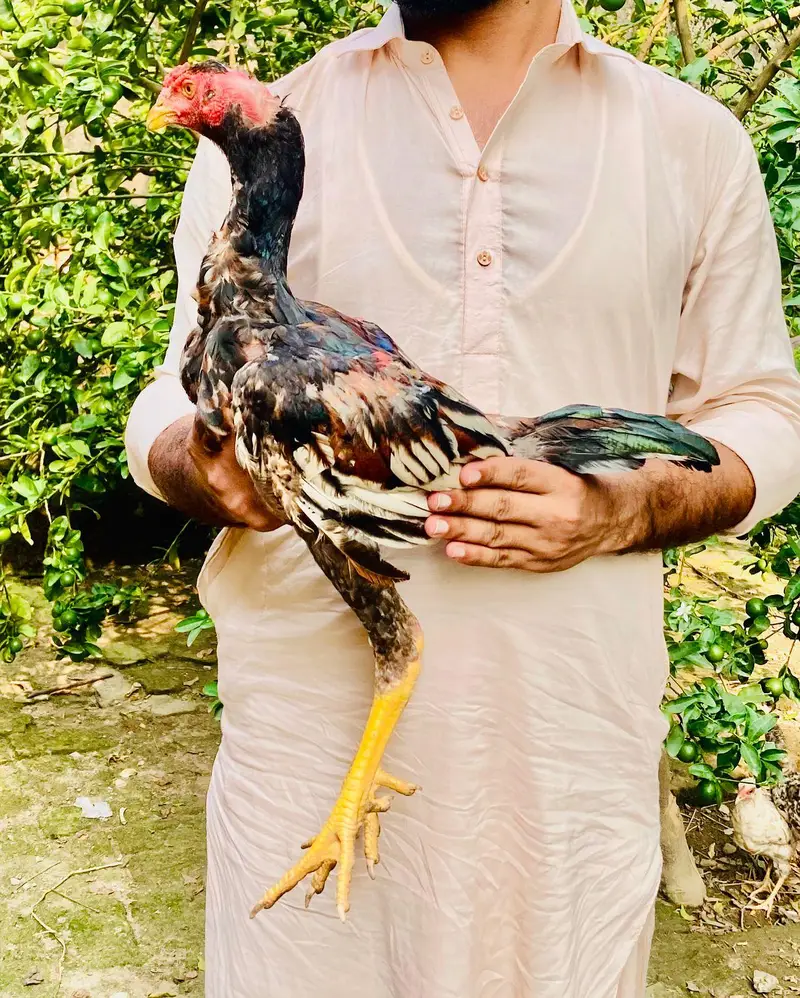 for sale hai jis Bhai ko chaye wahi rabta Kary — photo 11