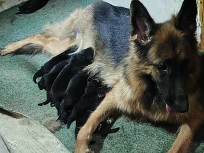 German Shepred Pups