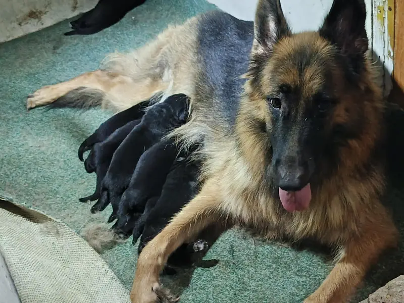 German Shepred Pups — photo 2