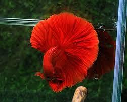 Full moon Betta fish