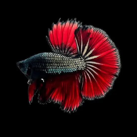 Full moon Betta fish — photo 2