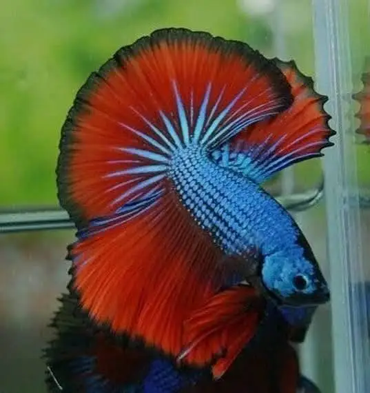 Full moon Betta fish — photo 3