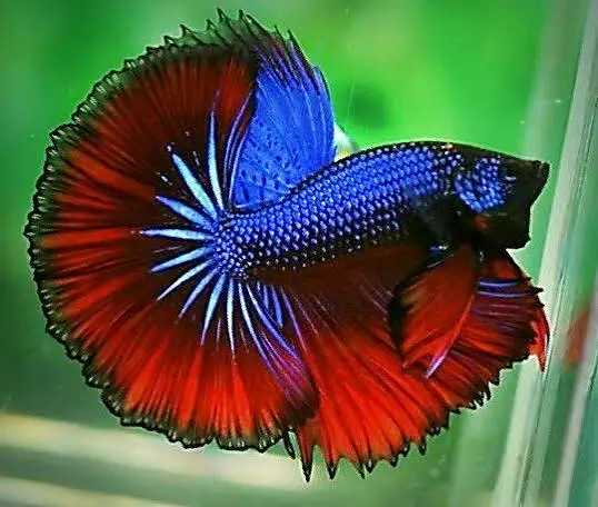 Full moon Betta fish — photo 4