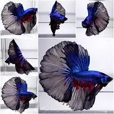 Full moon Betta fish — photo 5