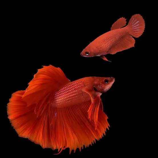 Full moon Betta fish — photo 6