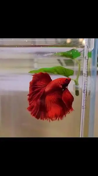 Full moon Betta fish — photo 7