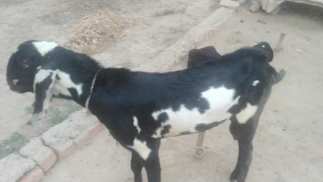 بکریاں — photo 2