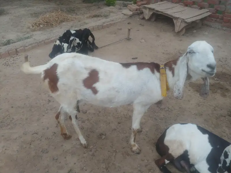بکریاں — photo 3