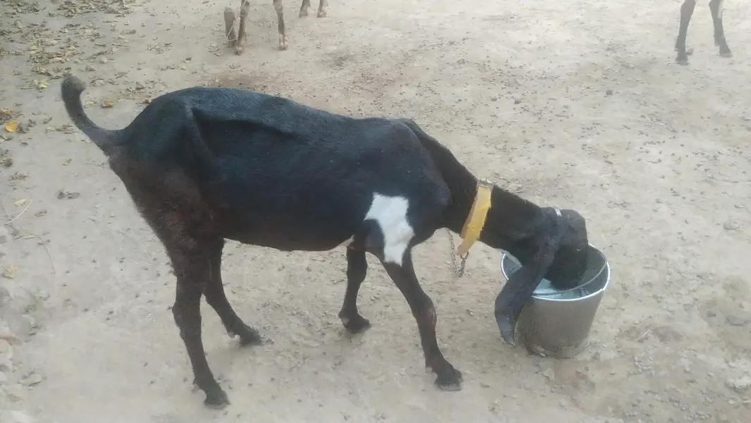 بکریاں — photo 4