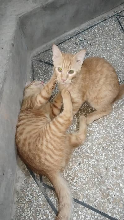 Tow Persian Cat Female And Male