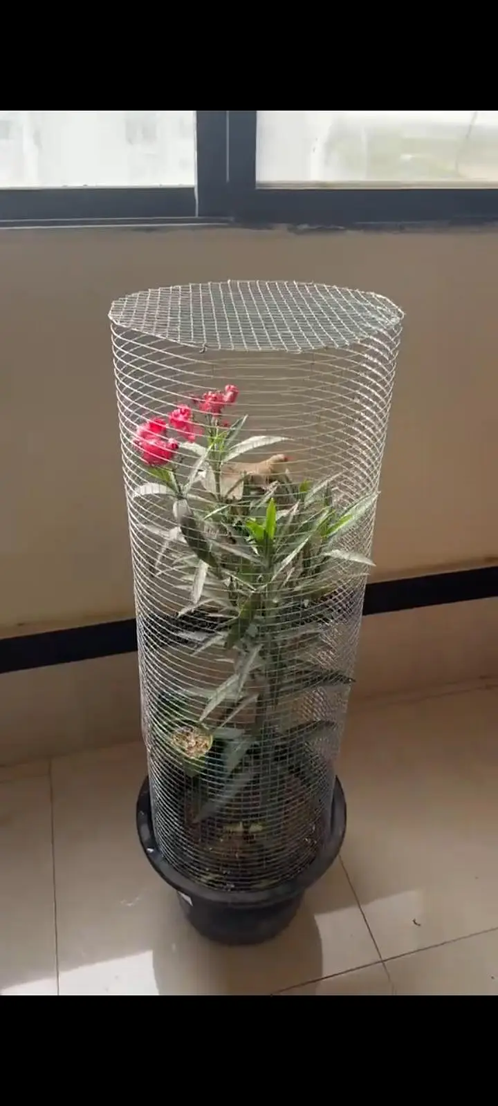 Trending Plant Cage — photo 3