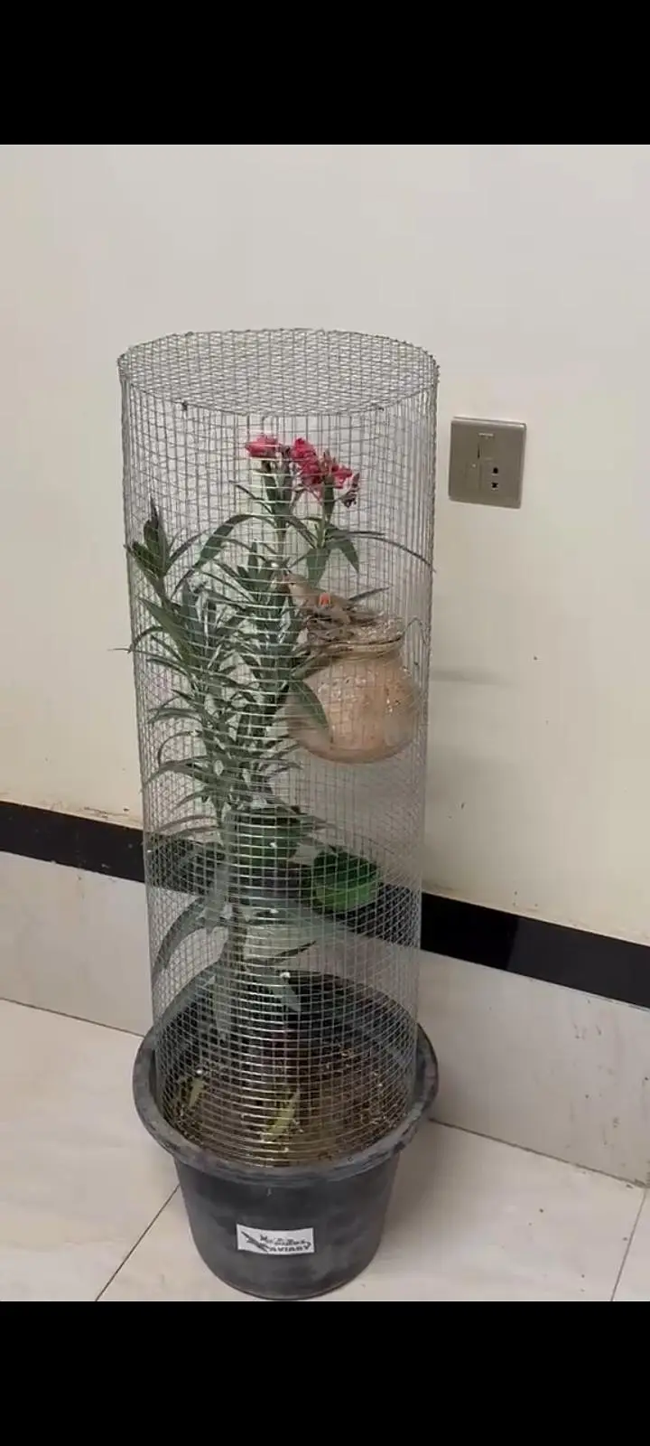 Trending Plant Cage — photo 4