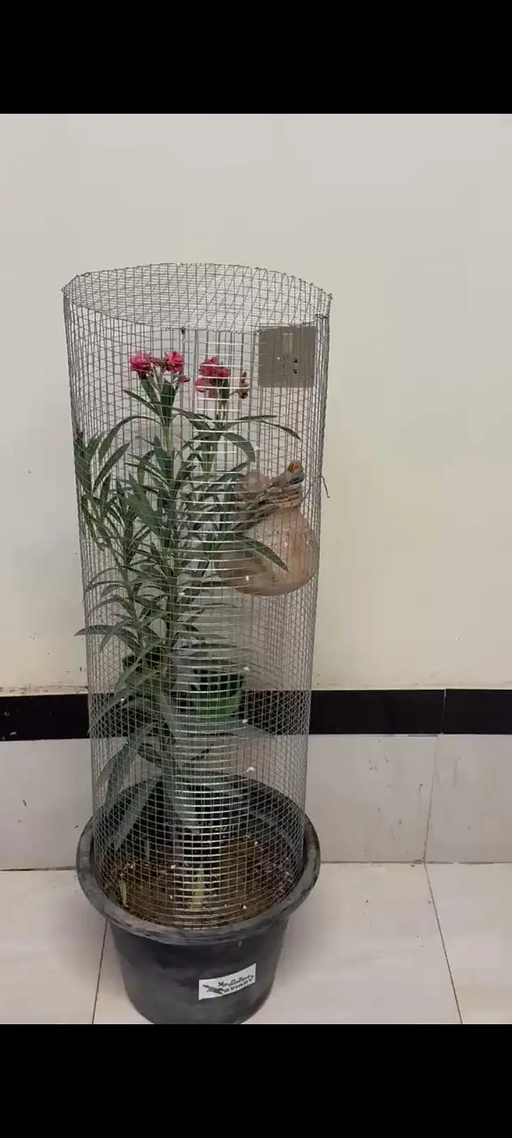 Trending Plant Cage — photo 5