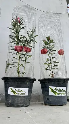 Trending Plant Cage — photo 8