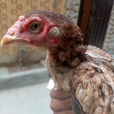 aseeel female