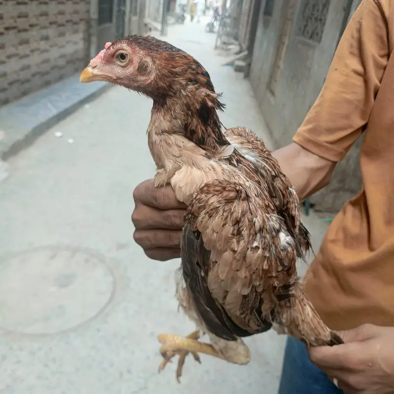 aseeel female — photo 2