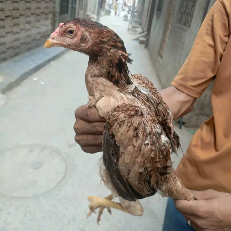 aseeel female — photo 3