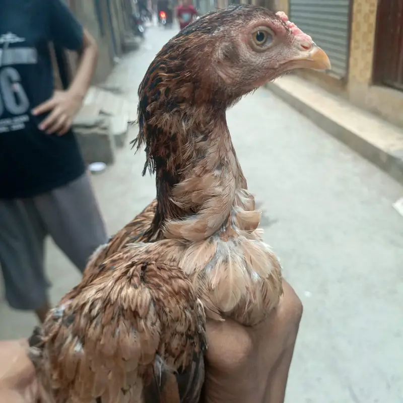 aseeel female — photo 4
