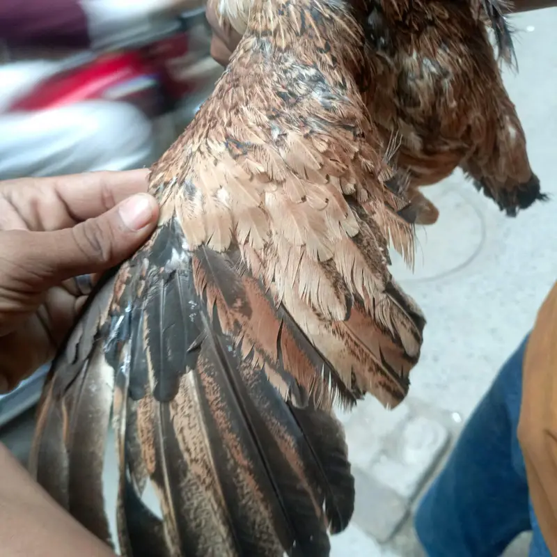aseeel female — photo 5