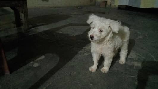 dog KY side pr totary se hair cut ha