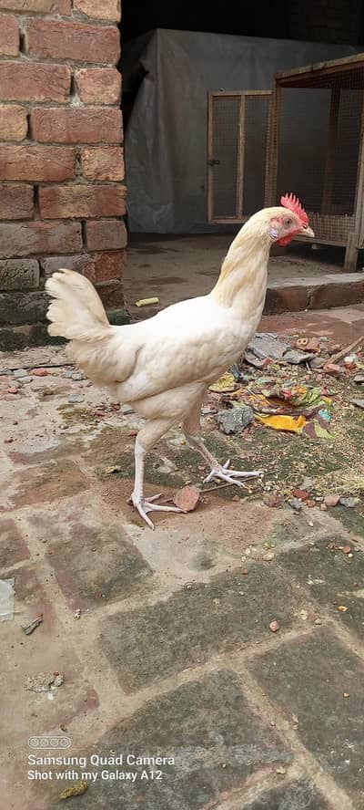 Desi Patha & Aseel Breeder For Sale