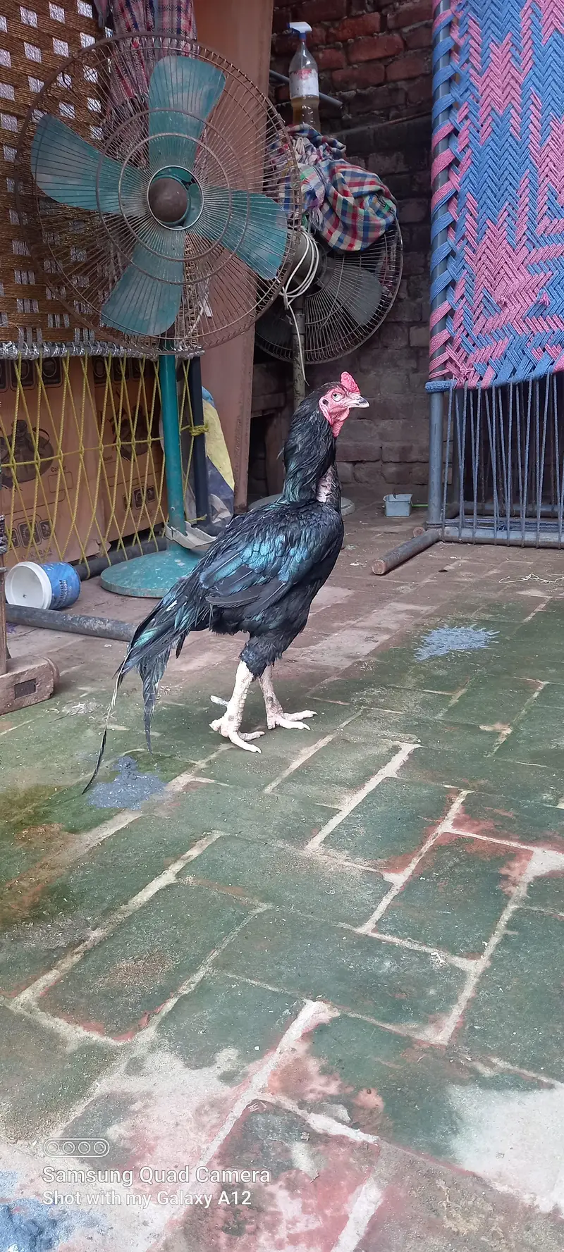 Desi Patha & Aseel Breeder For Sale — photo 2