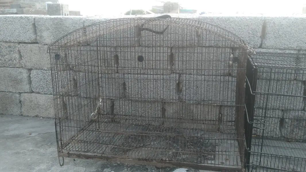 5 cages in cheap prize — photo 6