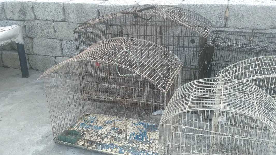 5 cages in cheap prize — photo 7