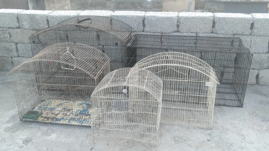 5 cages in cheap prize — photo 11
