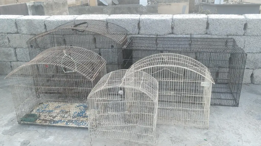 5 cages in cheap prize — photo 12