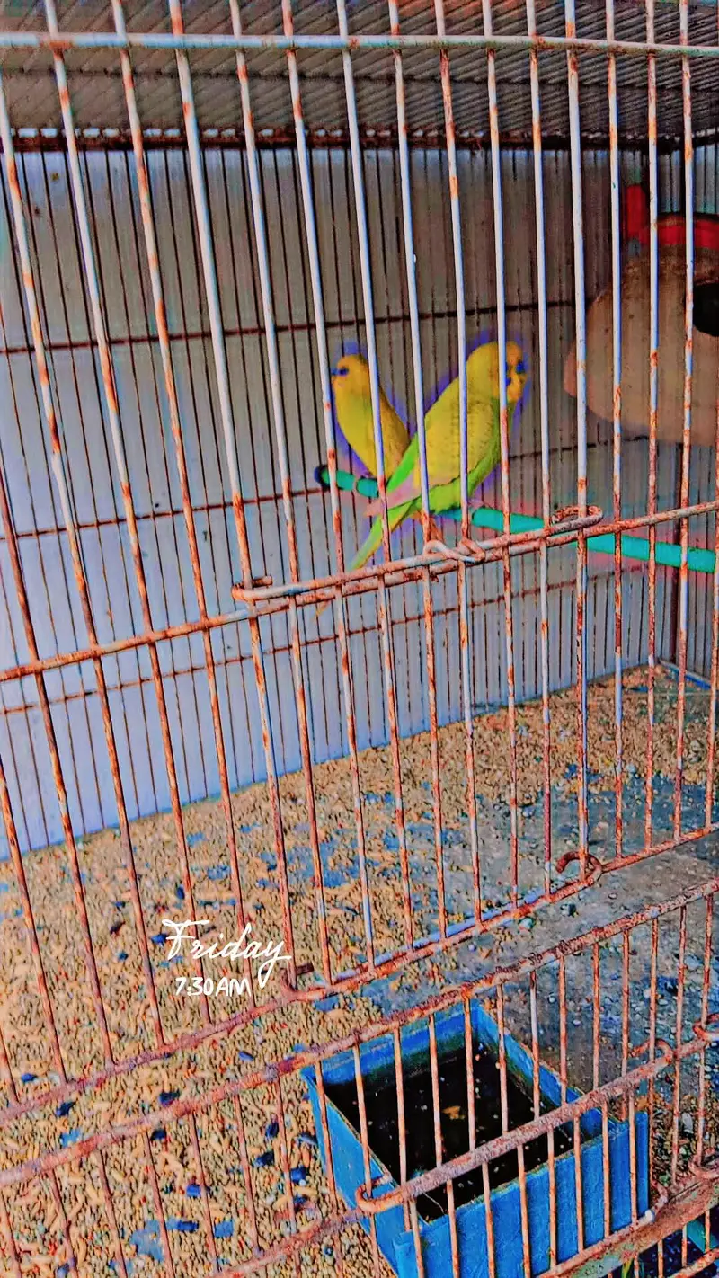 Australian totay multi colored — photo 3