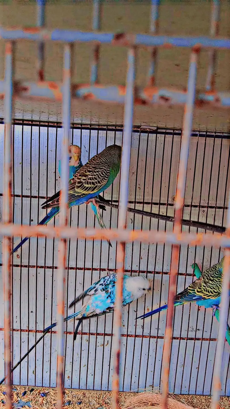 Australian totay multi colored — photo 4
