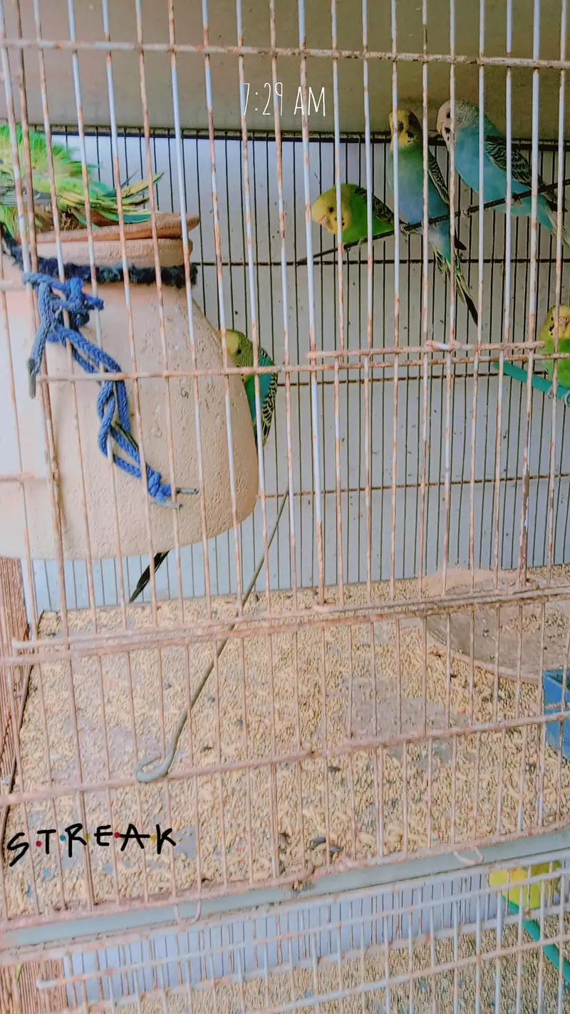 Australian totay multi colored — photo 5