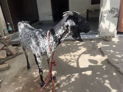 aik bakri hy 2 bakry . dono bakry qurbani pr lagny waly hy.