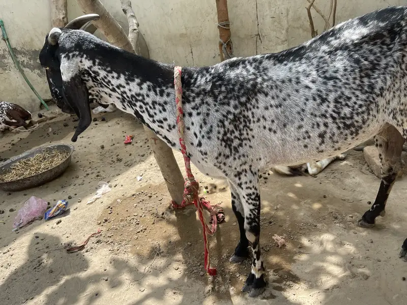aik bakri hy 2 bakry . dono bakry qurbani pr lagny waly hy. — photo 2