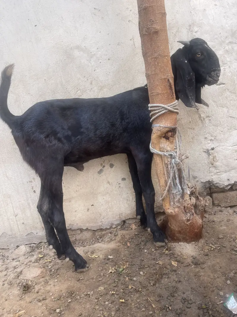aik bakri hy 2 bakry . dono bakry qurbani pr lagny waly hy. — photo 3