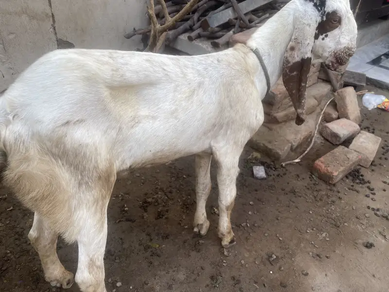 aik bakri hy 2 bakry . dono bakry qurbani pr lagny waly hy. — photo 4