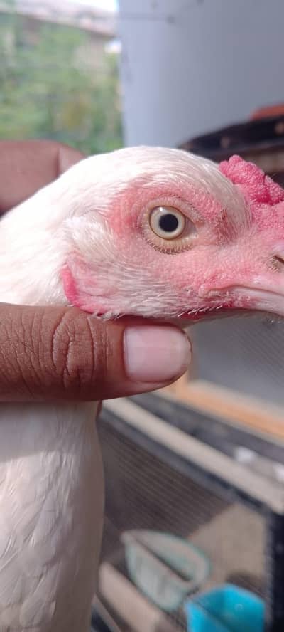 heera hen