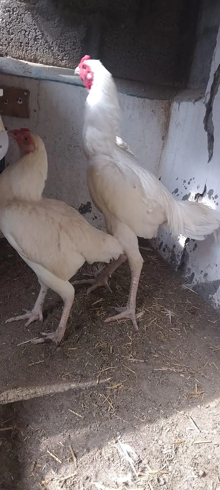 heera hen — photo 3