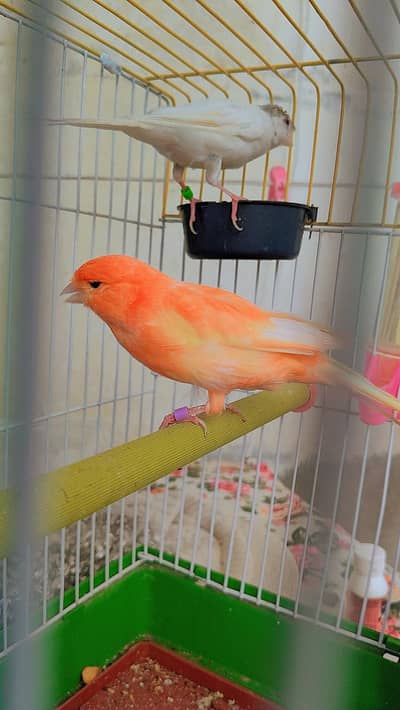 canary finch pair King size