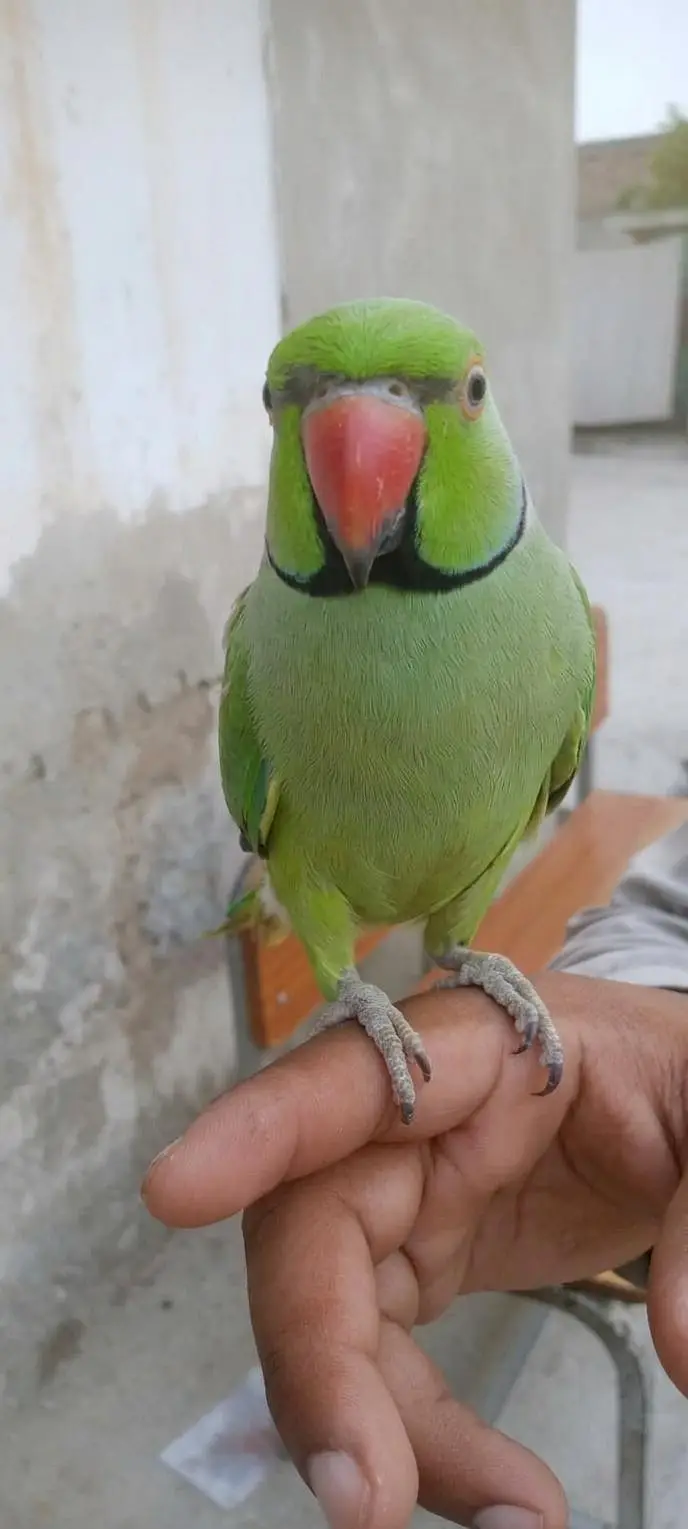 خوبصورت پرندے فرو — photo 2