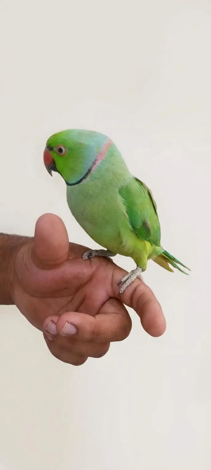 خوبصورت پرندے فرو — photo 3