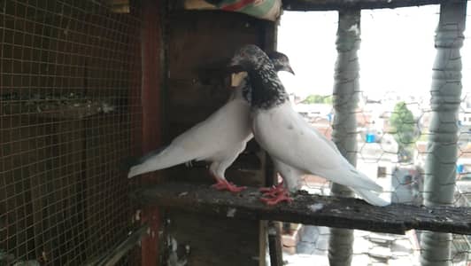 Breeder pairs for sale