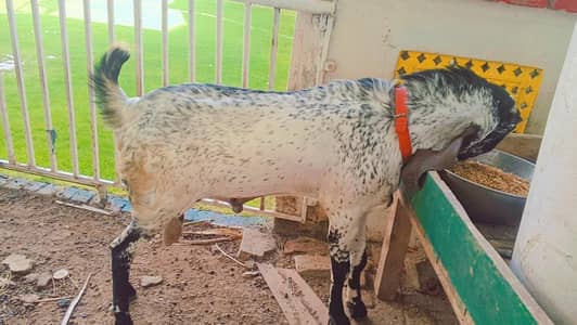 Makhi chena bakra